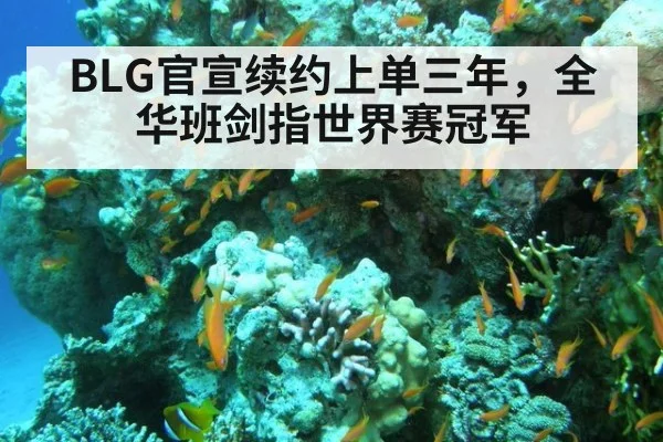 BLG官宣续约上单三年，全华班剑指世界赛冠军